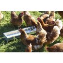 Futtertrog verzinkt 75 cm lang 10 cm breit für Hennen